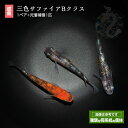 メダカ めだか 三色サファイア（Bクラス） 1ペア ペット 観賞魚 生体 品種改良メダカ アクアリウム 成魚 ラメ 三色