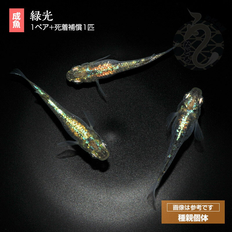 メダカ ラメ めだか 緑光 1ペア ペット 観賞魚 ラメめだか 販売 生体 光る 品種改良メダカ メダカ生体 ラメメダカ アクアリウム めだか販売 成魚 体内光 体外光 緑 グリーン 緑光ラメ 淡水魚 日本 メダカ販売 改良メダカ 観賞用 飼育 淡水 メダカ通販