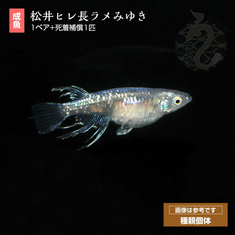 メダカ めだか 松井ヒレ長ラメみゆき ペット ...の紹介画像2