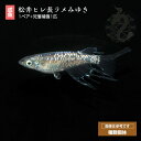 メダカ めだか 松井ヒレ長ラメみゆき 1ペア ペット ラメメダカ 観賞魚 生体 品種改良メダカ アクアリウム 成魚 みゆき 幹之 ミユキメダカ ラメ ヒレ長 青 ブルー 改良めだか みゆきメダカ 熱帯魚 メダカ成魚 めだか販売 改良メダカ 綺麗 青メダカ 飼育 観賞用 飼育用