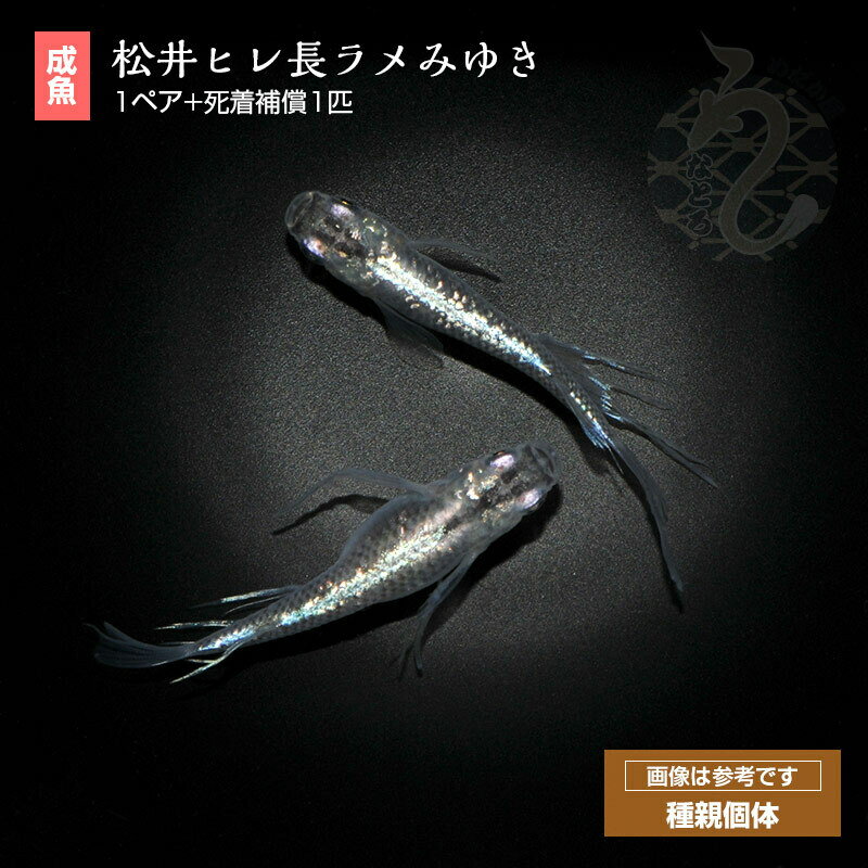 ����� ����� ����ҥ�Ĺ���ߤ椭 �ڥå� ������� �Ѿ޵� ���� �ʼ���ɥ���� �������ꥦ�� ���� �ߤ椭 ��Ƿ �ߥ業����� ��� �ҥ�Ĺ �� �֥롼 ���ɤ���� �ߤ椭����� ��������� ��������� ���ɥ���� ��� �ĥ���� ���� �Ѿ��� ������