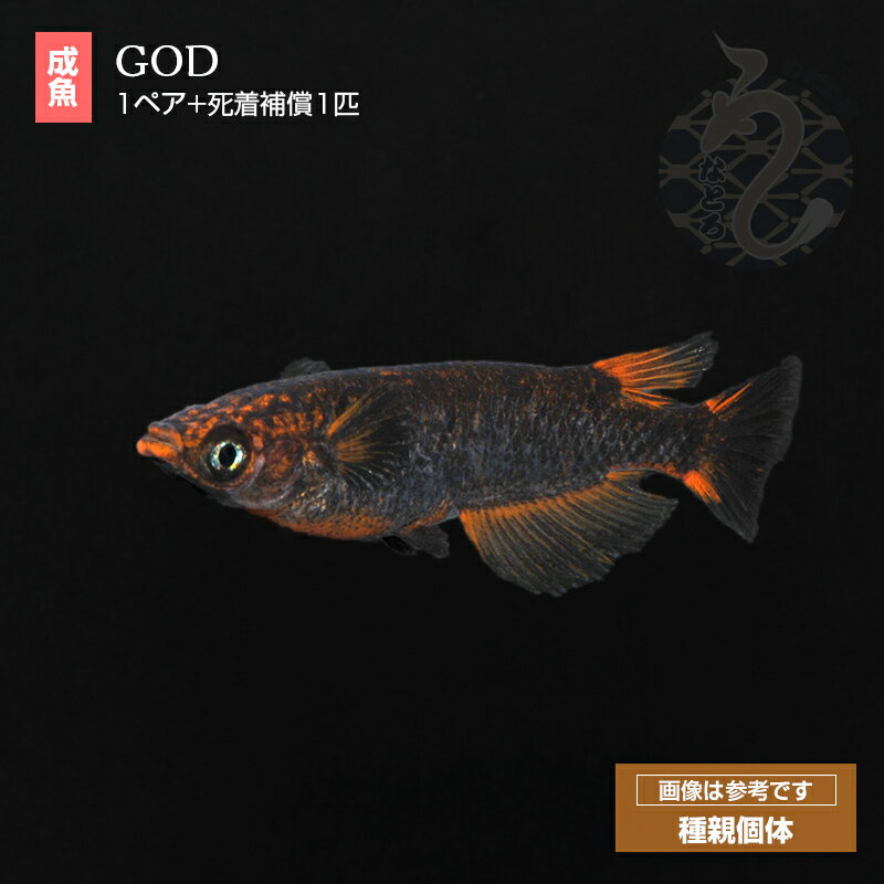 メダカ めだか GOD （ゴッド） 1ペア 