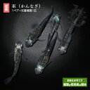 黒メダカ メダカ めだか 巫 (かんなぎ) 1ペア 販売 淡水魚 黒 改良めだか 淡水 ペア 改良 観賞用 改良メダカ ペット 魚 観賞魚 生体 送料 無料 ブラック 品種改良メダカ 高級 送料無料 高級メダカ アクアリウム 成魚 体内光