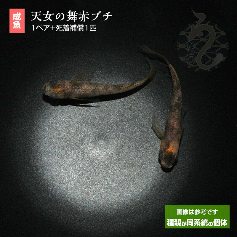 ����� ����� ŷ������ �֥֥� 1�ڥ� �ڥå� �Ѿ޵� ���� �ʼ���ɥ���� �������ꥦ�� ���� �� ���줤 ��