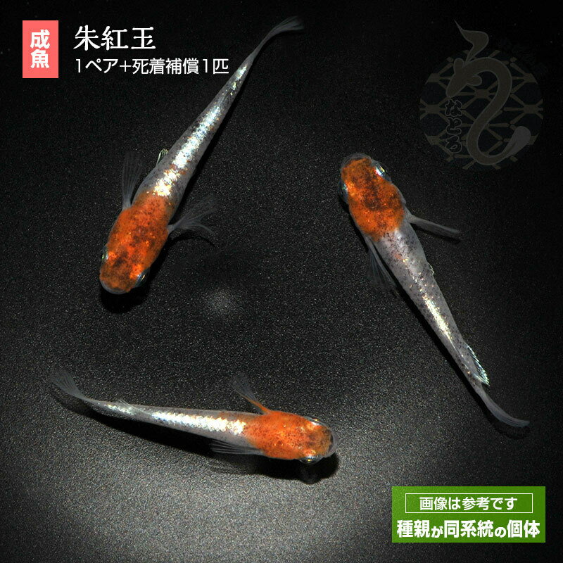 メダカ めだか 朱紅玉（Aクラス） 1ペア ペット 観賞魚 生体 品種改良メダカ アクアリウム 成魚 三色 体外光のサムネイル