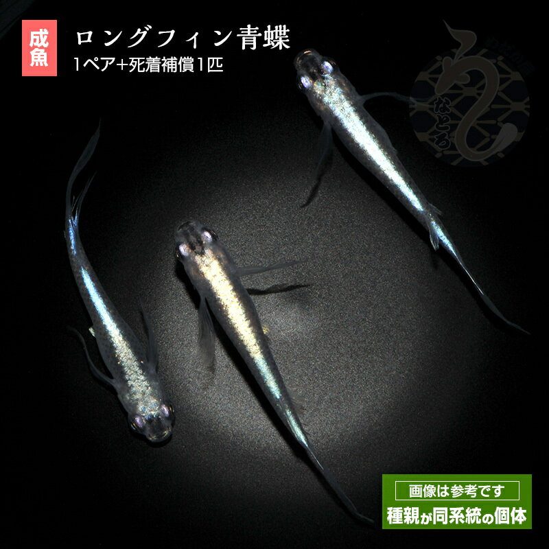 ����� �� ����� ���� ���󥰥ե��� ��ĳ 1�ڥ� �֥롼 �ڥå� �ĥ���� �Ѿ޵� ���� �ʼ���ɥ���� �������ꥦ�� ���� �ҥ�Ĺ ���ɤ���� ��������� ��������� ���ɥ���� ��� ���� �Ѿ��� ������ ������ڥ� ���������