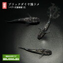 メダカ めだか クラウドグレーダイヤ 強ラメ 1ペア ペット 黒メダカ 観賞魚 生体 品種改良メダカ アクアリウム 成魚 ラメ 改良 黒 販売 送料 無料 淡水魚 淡水 高級 送料無料 ペア 高級メダカ ラメメダカ メダカ販売 キラキラ(4)