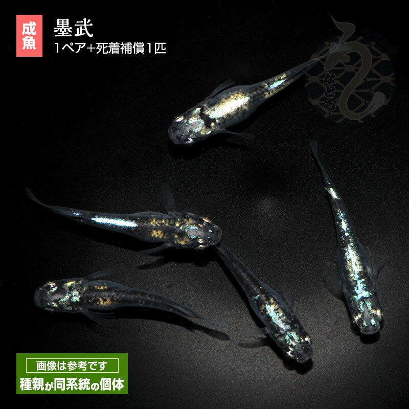 メダカ めだか 墨武 1ペア ペット 観賞魚 生体 品種改良メダカ アクアリウム 成魚 黒