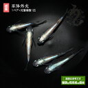 メダカ 光る めだか 巫(かんなぎ) 体外光 改良 ペット 観賞魚 生体 メダカ販売 ネット ペア セット 販売 送料 無料 淡水魚 淡水 高級 送料無料 高級メダカ 品種改良メダカ アクアリウム 成魚 体外光 黒