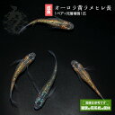 メダカ めだか オーロラ黄ラメヒレ長 1ペア ペット 観賞魚 生体 品種改良メダカ アクアリウム 成魚 ラメ ヒレ長