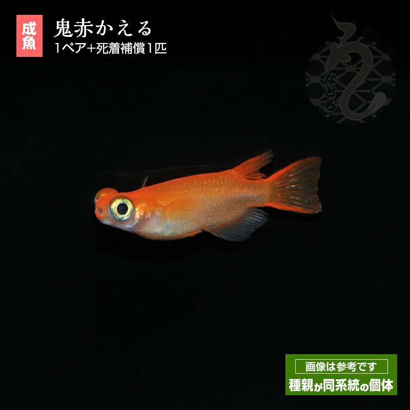メダカ めだか 鬼赤かえる 1ペア ペット 観賞魚 生体 販売 淡水魚 淡水 レッド ペア ネット メダカ販売 綺麗 飼育 品種改良メダカ アクアリウム 成魚 赤 出目 の商品画像