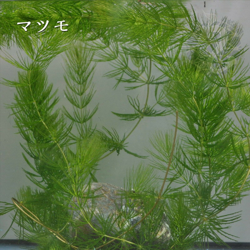 マツモ 13本 水草 産卵床 みずくさ 無農薬 まつも 熱帯魚 水槽水草 メダカ アクアリウム めだか エサ ペット レイアウト 水槽 国産 室内 販売 通販 お取り寄せ 産卵 水質 浄化 観賞用 観賞魚 生体 品種改良メダカ 無農薬マツモ