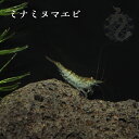 ミナミヌマエビ 10匹 メダカ めだか エサ ペット 観賞魚 生体 品種改良メダカ アクアリウム(4)
