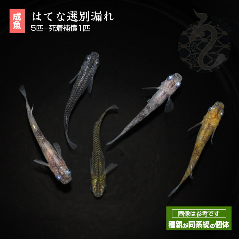 はてな 選別漏れ メダカ めだか 5匹 ペット 観賞魚 生体 品種改良メダカ アクアリウム 成魚