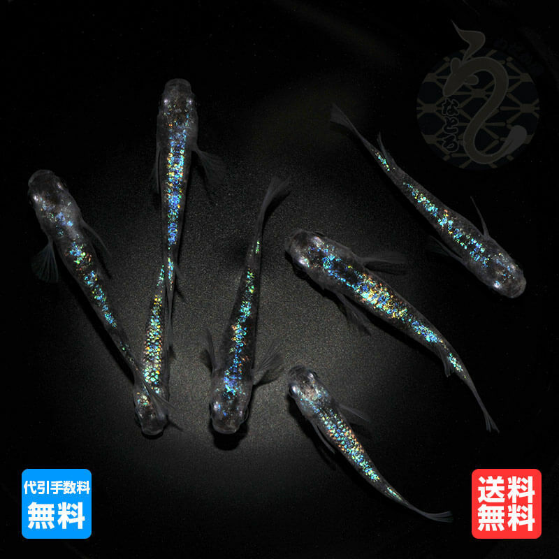 メダカ めだか 白斑 サファイア 1ペア 改良 青メダカ ペット 観賞魚 ブルー ラメメダカ 改良メダカ 成魚 ラメ 斑 青 メダカ販売 キラキラ ペア セット ラメめだか 販売 送料 無料 淡水魚 淡水 高級 送料無料 高級メダカ 生体 めだか生体販売 品種改良メダカ アクアリウムのサムネイル
