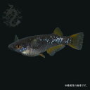 メダカ めだか 五式ラメ 紫金 1ペア 改良 ペット 観賞魚 生体 淡水 品種改良メダカ アクアリウム 成魚 黒 ブラック 改良めだか 黒メダカ 淡水魚 クロメダカ 改良メダカ 飼育用 観賞 ラメ