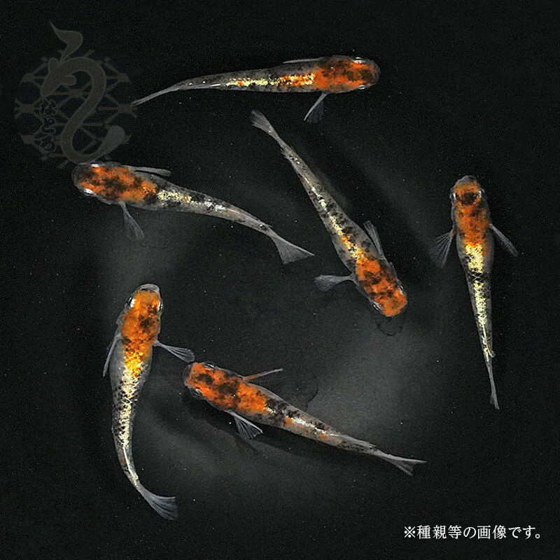 メダカ めだか 朱紅玉（Bクラス） 3ペア ペット 観賞魚 生体 品種改良メダカ アクアリウム 成魚 三色 体外光 1