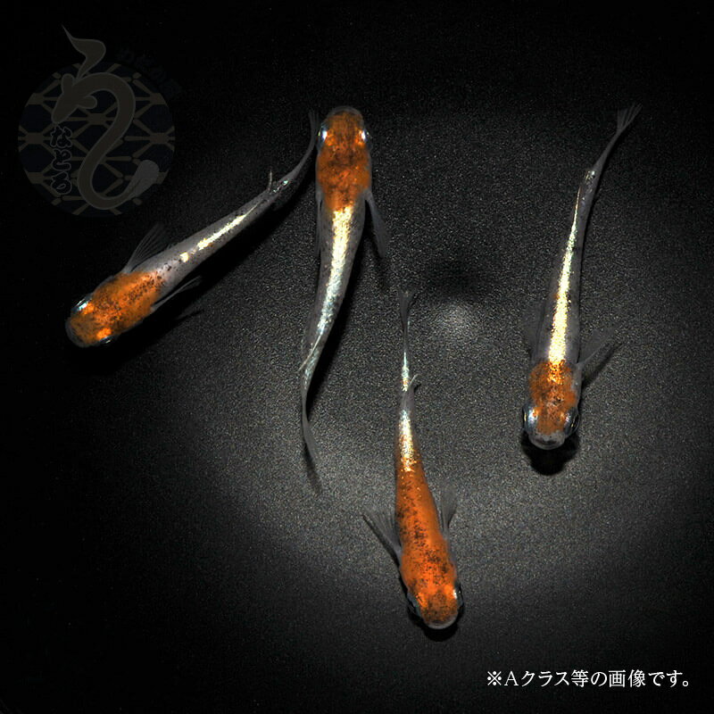 メダカ めだか 朱紅玉（Bクラス） 3ペア ペット 観賞魚 生体 品種改良メダカ アクアリウム 成魚 三色 体外光 2