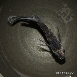 メダカ めだか 和墨リアルロングフィン 3ペア 改良 黒 ペット 和墨 観賞魚 生体 品種改良メダカ メダカ販売 medaka ネット ペア セット 改良メダカ 販売 送料 無料 淡水魚 黒い 淡水 高級 送料無料 高級メダカ アクアリウム 成魚 ヒレ長 ブラック
