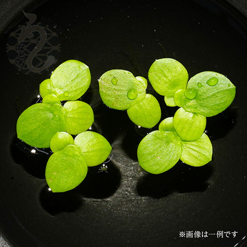 ドワーフアマゾンフロッグビット 国産 無農薬 水草 産卵床 みずくさ 無農薬 メダカ アクアリウム  ...