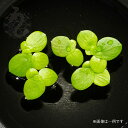 ドワーフアマゾンフロッグビット 国産 無農薬 水草 産卵床 みずくさ 無農薬 メダカ アクアリウム めだか 熱帯魚 水槽水草 エサ ペット レイアウト 水槽 国産 室内 販売 通販 お取り寄せ 産卵 水質 浄化 観賞用 観賞魚 生体 品種改良メダカ