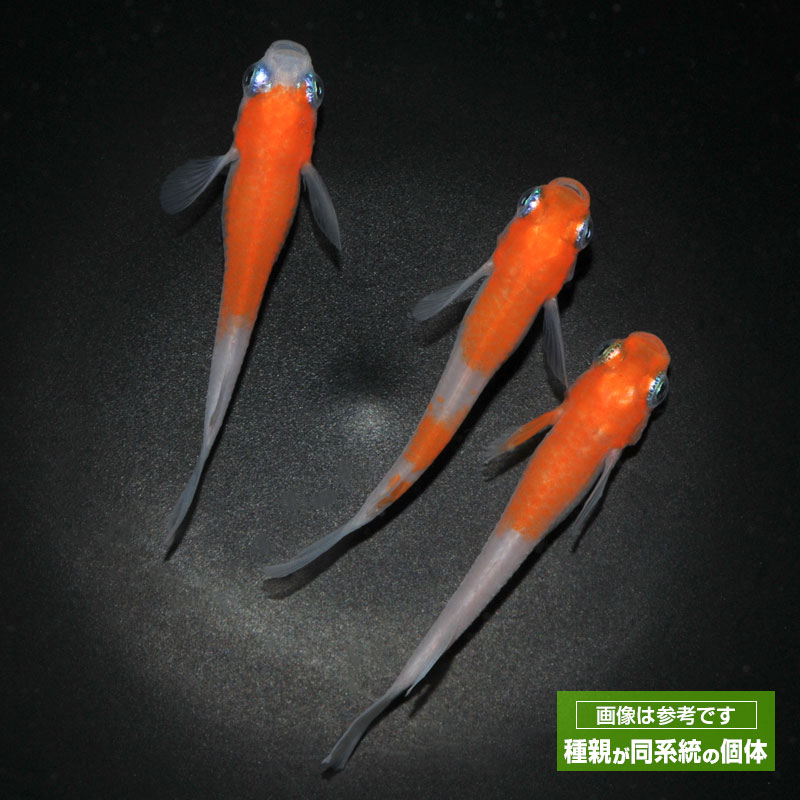 雲州紅白 メダカ めだか 3ペア 成魚 紅白 ペット 観賞魚 生体 品種改良メダカ メダカ販売 アクアリウム 販売 飼育 淡水魚 淡水 高級 ペア めだか生体 改良メダカ 改良 メダカ成魚 綺麗 高級メダカ ラメメダカ 観賞用 めだか生体販売 メダカペア