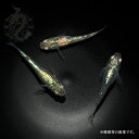 メダカ ラメ めだか 緑光 3ペア ペット 観賞魚 ラメめだか 販売 生体 光る 品種改良メダカ メダカ生体 ラメメダカ アクアリウム 成魚 体内光 体外光 緑 グリーン 緑光ラメ 淡水魚 日本 めだか販売 改良メダカ 観賞用 飼育 淡水(4)