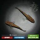 メダカ めだか 琥珀ラメみゆき 3ペア ラメメダカ ペット メダカ生体 琥珀 ラメ 観賞魚 生体 品種改良メダカ ペア セット 改良 メダカ販売 めだか生体販売 ネット みゆきメダカ 成魚 みゆき ミユキ ラメめだか 幹之 きれい 琥珀めだか キラキラ アクアリウム(4)