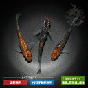 メダカ 夜煌 3ペア めだか 改良 ペット 観賞魚 生体 ラメメダカ キラキラ 改良めだか 品種改良メダカ 販売 送料 無料 淡水魚 淡水 高級 送料無料 ペア 高級メダカ アクアリウム メダカ販売 成魚 ラメ 柿色 日本 メダカペア(4)
