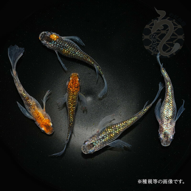 メダカ めだか オーロラ黄ラメヒレ長 3ペア ペット 観賞魚 生体 品種改良メダカ アクアリウム 成魚 ラメ ヒレ長