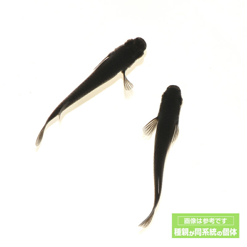 ����� ����� ������ 3�ڥ� ���� ������� ø��� ø�� �ڥ� �Ѿ��� �ڥå� �� �Ѿ޵� ���� �֥�å� ������ �ʼ���ɥ���� �������ꥦ�� ���� �� ����ץ���� ��������å� ���������