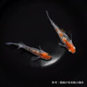 メダカ めだか 透明鱗三色 3ペア ペット 観賞魚 生体 品種改良メダカ アクアリウム 成魚 三色