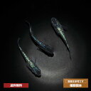 メダカ めだか サファイア 3ペア ペット 観賞魚 生体 品種改良メダカ アクアリウム 成魚 ラメ きれい 青(4)