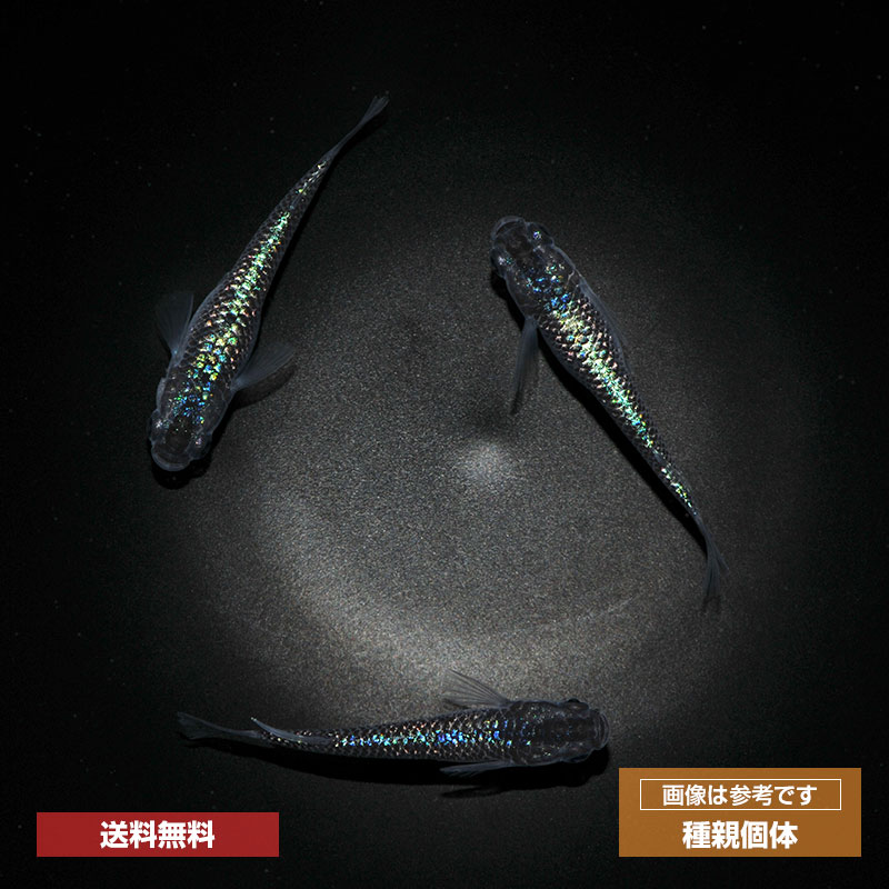 メダカ めだか サファイア 3ペア ペット 観賞魚 生体 品種改良メダカ アクアリウム...