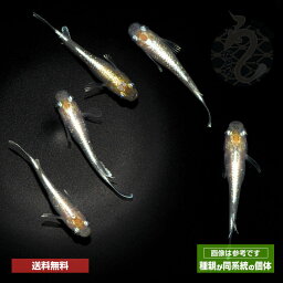 メダカ めだか 小菊 3ペア ペット 観賞魚 生体 品種改良メダカ アクアリウム 成魚 体外光 黄