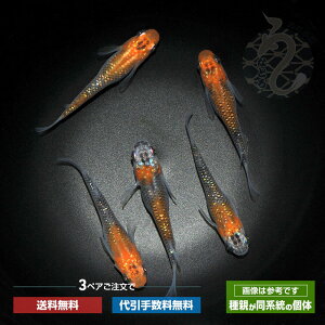 メダカ めだか 煌 体外光無 3ペア ペット 観賞魚 生体 品種改良メダカ アクアリウム 成魚 ラメ 柿色