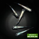 メダカ 光る めだか 巫(かんなぎ) 体外光 3ペア 改良 ペット 観賞魚 生体 メダカ販売 ネット ペア セット 販売 送料 無料 淡水魚 淡水 高級 送料無料 高級メダカ 品種改良メダカ アクアリウム 成魚 体外光 黒