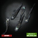 黒メダカ メダカ めだか 巫 (かんなぎ) 3ペア 販売 淡水魚 黒 改良めだか 淡水 ペア 改良 観賞用 改良メダカ ペット 魚 観賞魚 生体 送料 無料 ブラック 品種改良メダカ 高級 送料無料 高級メダカ アクアリウム 成魚 体内光