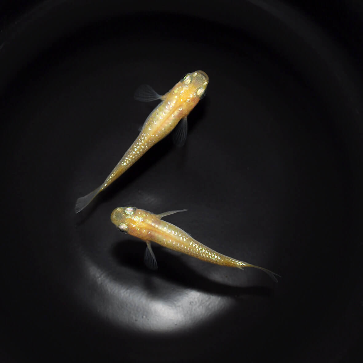 商品情報【名　称】メダカ「白虹ラメ」【体　型】普通種【サイズ】1.5〜3cmメダカ めだか 白虹ラメ 3ペア ペット 観賞魚 生体 品種改良メダカ アクアリウム 成魚 ラメ 白 メダカ「白虹ラメ」成魚 3ペア 【名　称】メダカ「白虹ラメ」【サイズ】1.5〜3cm【体　型】普通種 10