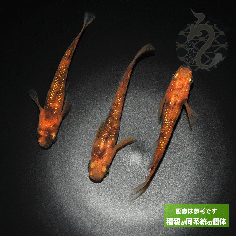 ����� ����� ��̤��� 3�ڥ� �ڥå� �Ѿ޵� ���� �ʼ���ɥ���� �������ꥦ�� ���� ��� �� ����