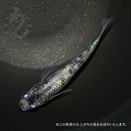 メダカ めだか 白写りラメ 3ペア ペット 観賞魚 生体 品種改良メダカ アクアリウム 成魚 ラメ 斑 ブチ