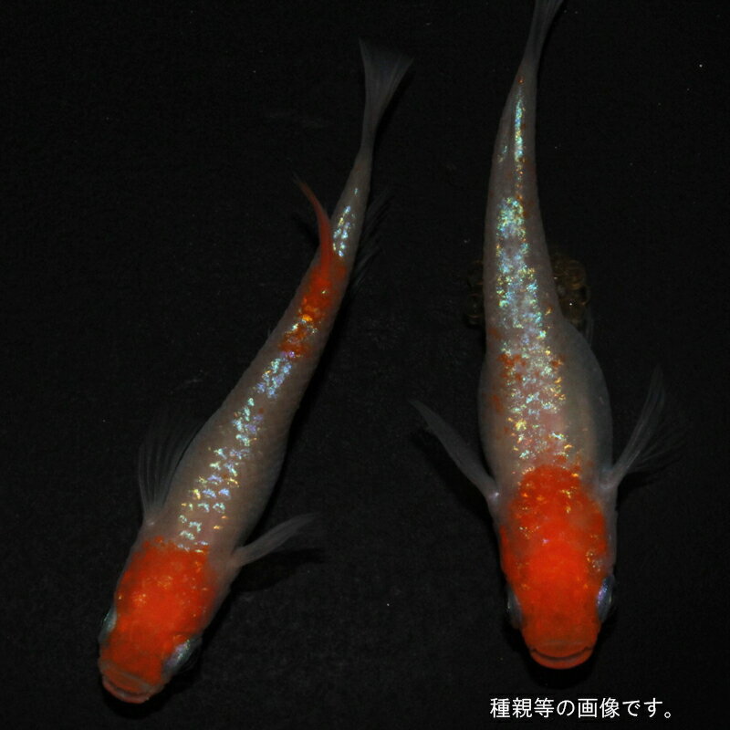 メダカ めだか アース紅白 ペット 観賞魚 生体 品種改良メダカ 高級めだか 販売 紅白メダカ アクアリウム メダカ生体 成魚 ラメ きれい 紅白 きらきら 改良めだか ラメめだか 改良 高級 送料無料 ラメメダカ 飼育用 観賞用 紅白