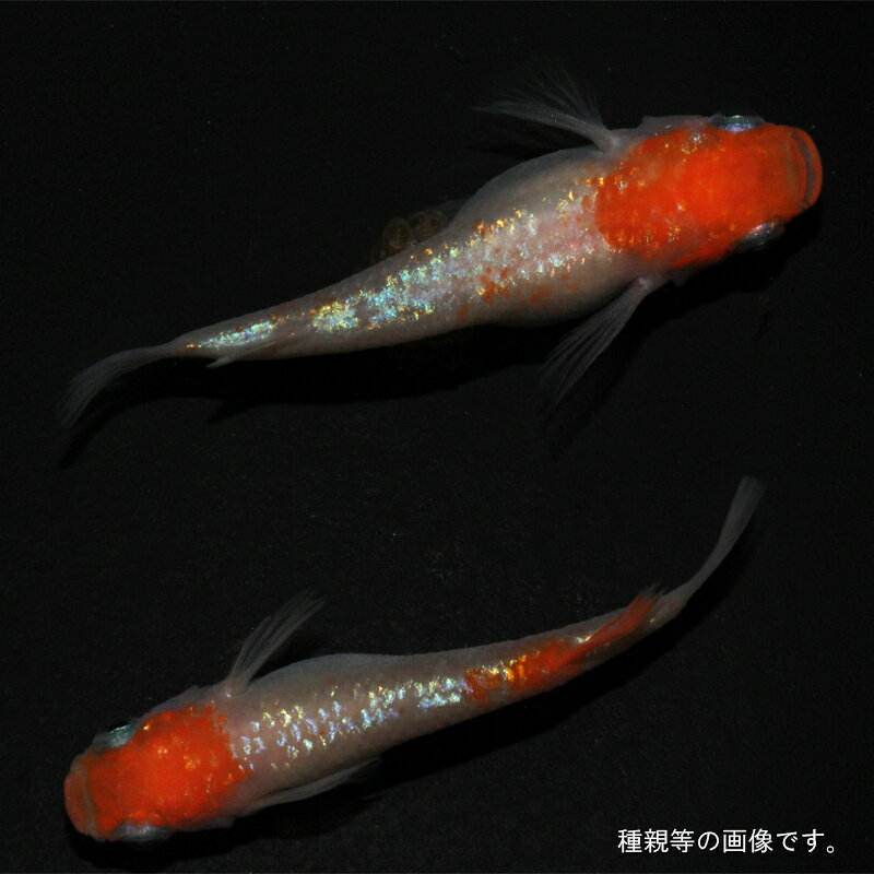 メダカ めだか アース紅白 ペット 観賞魚 生体 品種改良メダカ 高級めだか 販売 紅白メダカ アクアリウム メダカ生体 成魚 ラメ きれい 紅白 きらきら 改良めだか ラメめだか 改良 高級 送料無料 ラメメダカ 飼育用 観賞用 紅白 unatorofarm-10000172 メダカうなとろふぁ〜む楽天市場店 サンプル画像2