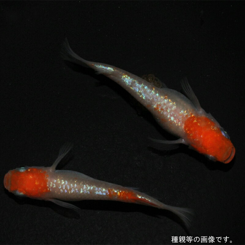 メダカ めだか アース紅白 ペット 観賞魚 生体 品種改良メダカ 高級めだか 販売 紅白メダカ アクアリウム メダカ生体 成魚 ラメ きれい 紅白 きらきら 改良めだか ラメめだか 改良 高級 送料無料 ラメメダカ 飼育用 観賞用 紅白 unatorofarm-10000172 メダカうなとろふぁ〜む楽天市場店 サンプル画像3