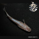 メダカ めだか ピンクサファイア 3ペア ペット 観賞魚 生体 品種改良メダカ アクアリウム 成魚 ラメ きれい 2