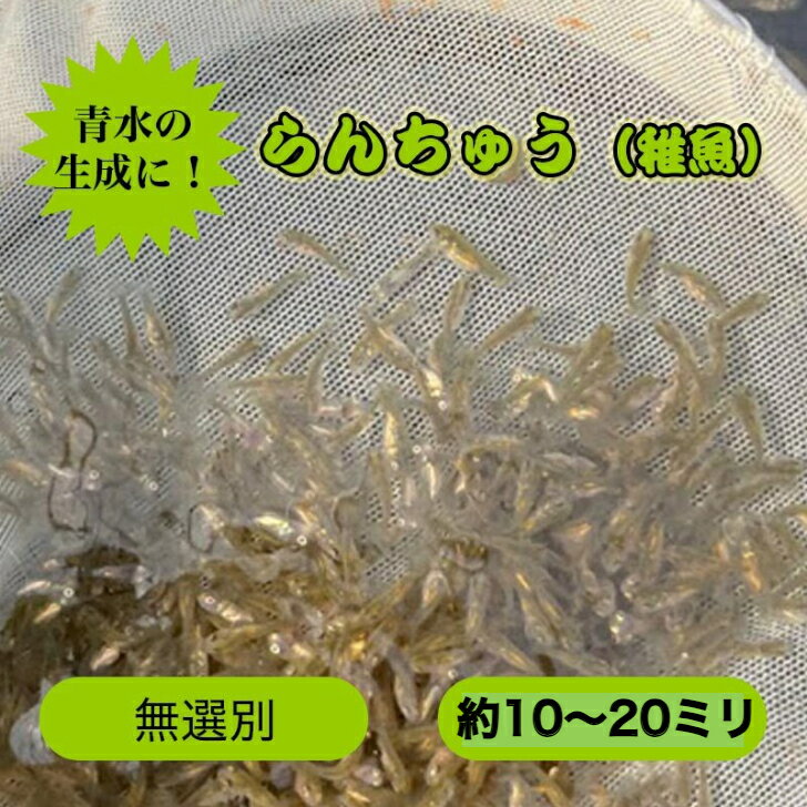 らんちゅう 稚魚 1匹 ランチュウ ペ