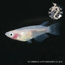 メダカ めだか 紅ほっぺ 3ペア ペット 観賞魚 生体 品種改良メダカ アクアリウム 成魚 ラメ きれい 青