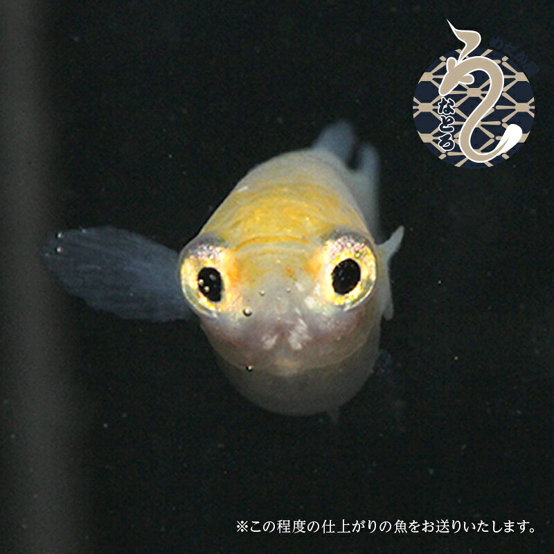 メダカ めだか ポニョ 3ペア ペット 観賞魚 生体 品種改良メダカ アクアリウム 成...