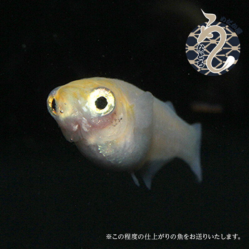 メダカ めだか ポニョ 3ペア ペット 観賞魚 生体 品種改良メダカ アクアリウム 成...