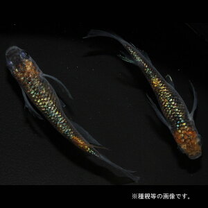 メダカ めだか 忘却の翼 1ペア ペット 観賞魚 生体 品種改良メダカ アクアリウム 成魚 ラメ ヒレ長